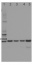 COXII | Plant Cytochrome oxidase subunit II (affinity purified)